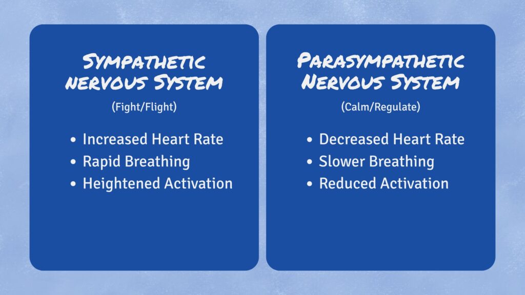 Sympathetic nervous system (fight/flight) leads to increased heart rate, rapid breathing, and heightened activation. Parasympathetic Nervous System (Calm/Regulated) leads to decreased heart rate, slower breathing, and reduced activation.